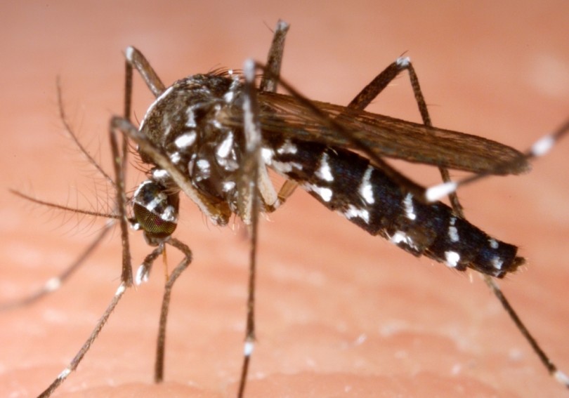 West Nile, febbre del Nilo: il primo contagio in Monferrato